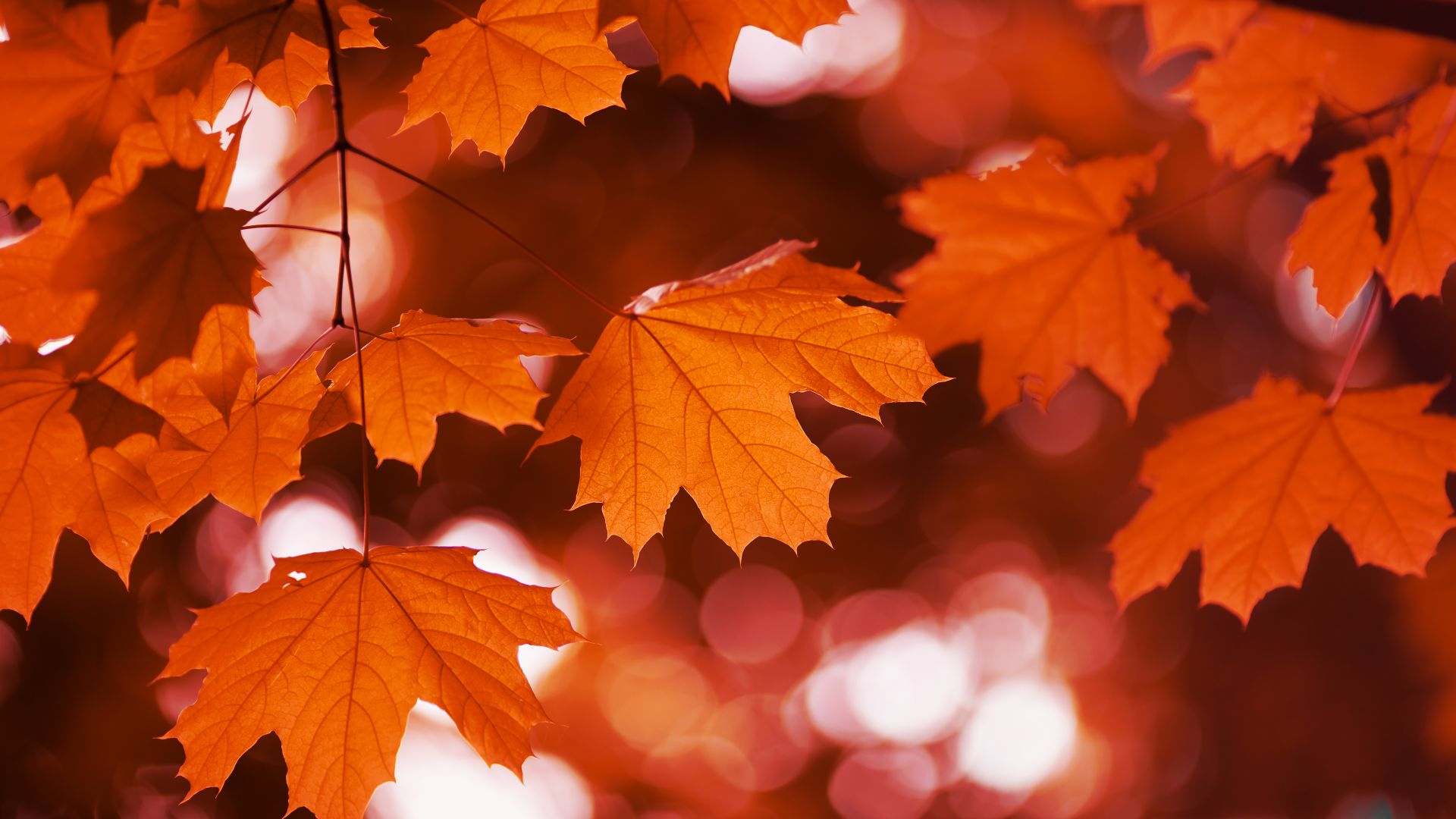 Red maple in fall, Canada