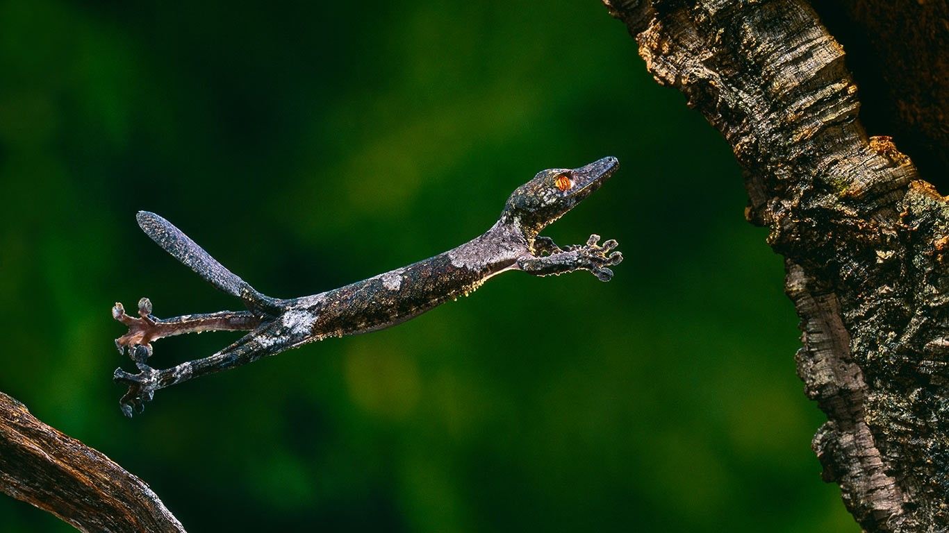 A Henkel's leaf-tailed gecko, mid-leap