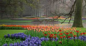 Hyacinth and tulip garden, Keukenhof Gardens, Lisse, Netherlands -- Adam Jones / Getty Images &copy; (Bing United States)