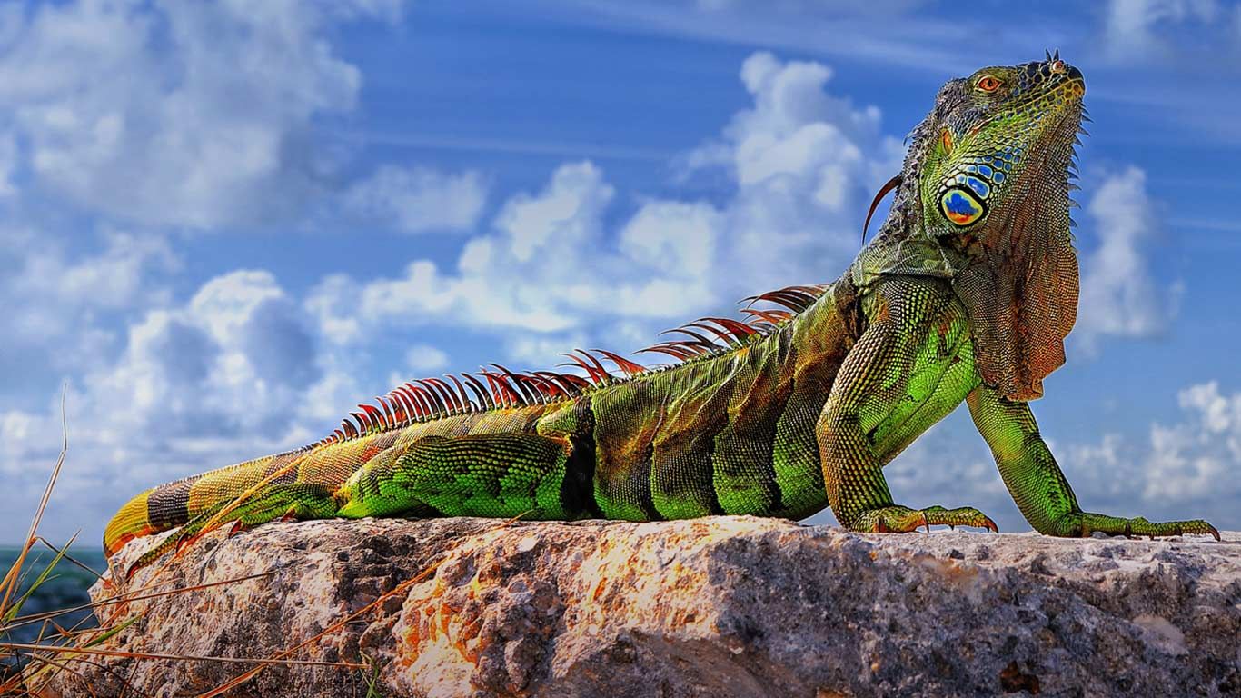 Common iguana in the Florida Keys