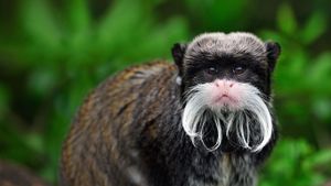 秘鲁玛努国家公园中的皇狨猴 (© Thomas Marent/Minden Pictures)(Bing China)