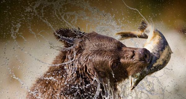 Brown (Grizzly) Bear catching spawning salmon from a stream at Kinak Bay, Katmai National Park and Preserve, Alaska, USA