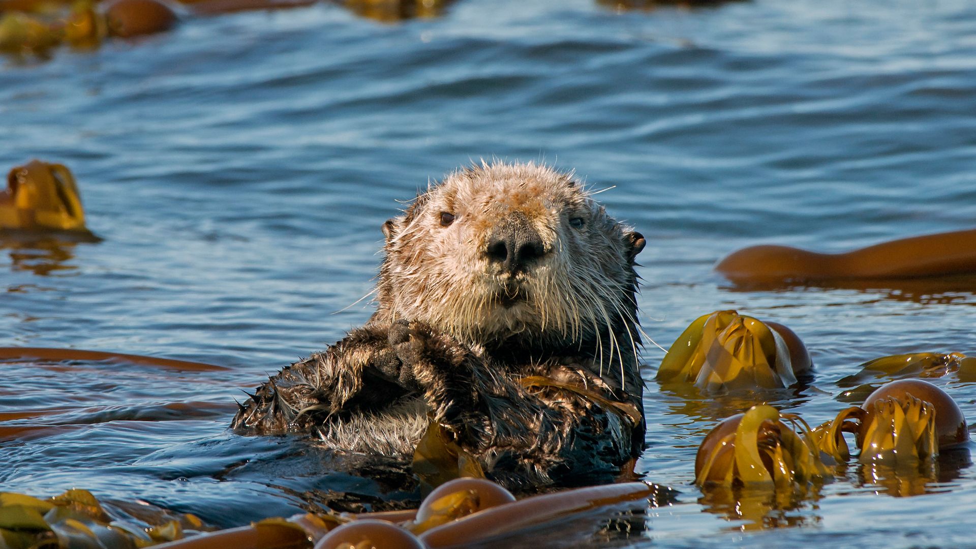 Sea otter, Kachemak Bay, Homer, Alaska, United States