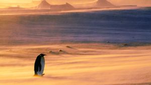 南极洲威德尔海，帝企鹅在暴风雪中 (© Frans Lanting/Mint Images/Getty Images)(Bing China)