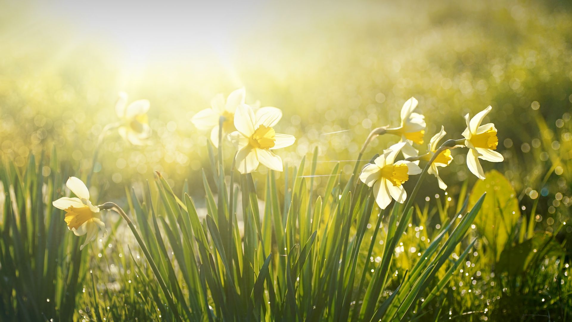 Daffodils glow in the morning
