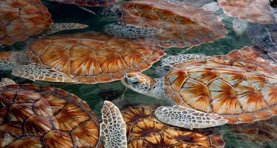 GreenSeaTurtle