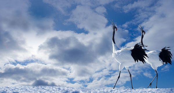 Japanese Cranes Cawing