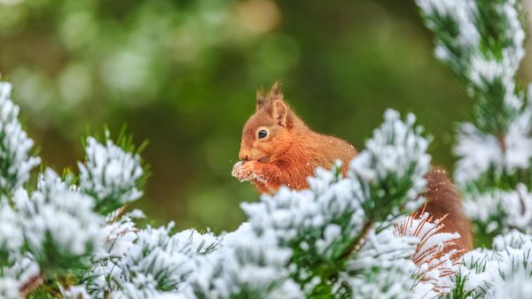 Scoiattolo rosso nel Northumberland, Inghilterra