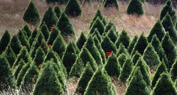 TreeFarm