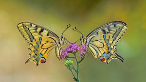 Old World swallowtail butterflies on a flower (© Alberto Ghizzi Panizza/Getty Images)(Bing United States)