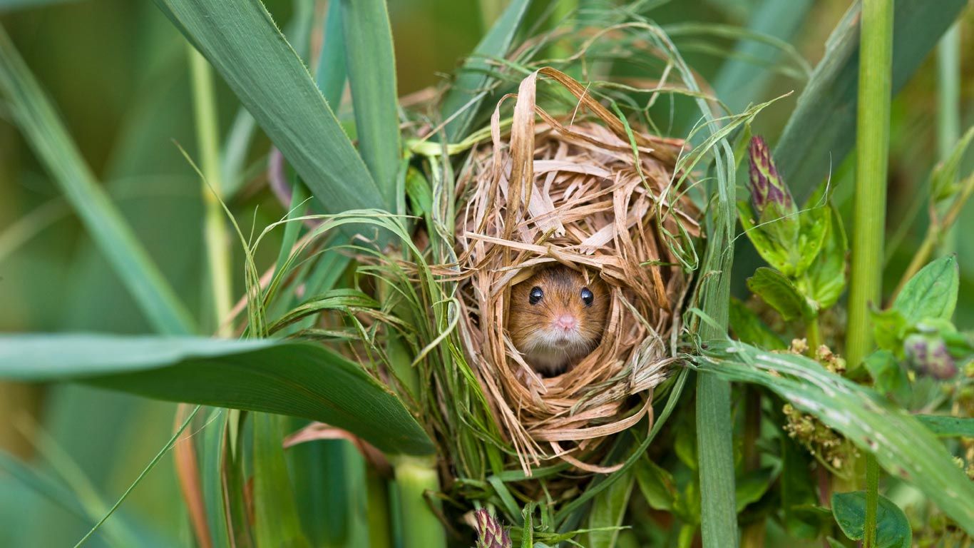 Harvest mouse nesting in reeds, France