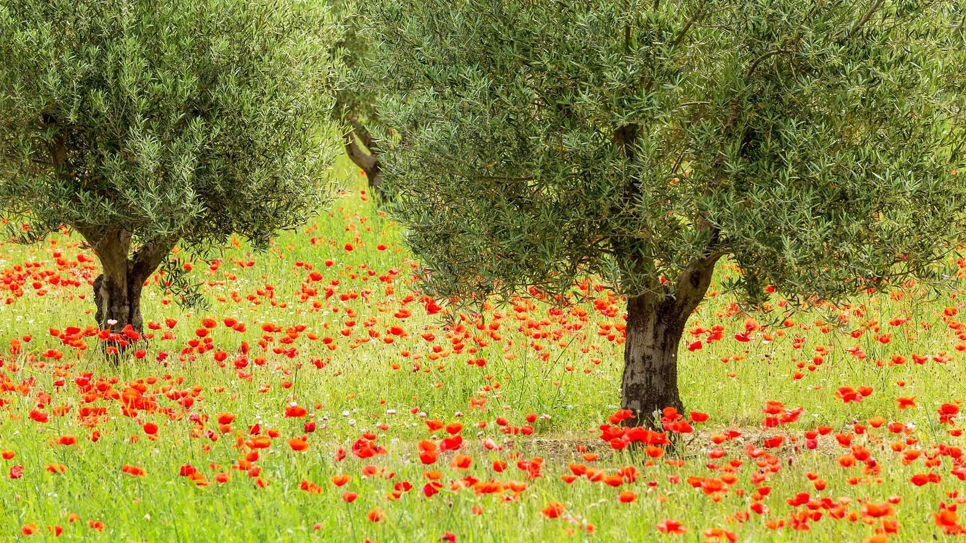 Oliviers et coquelicots dans le parc naturel régional du Luberon