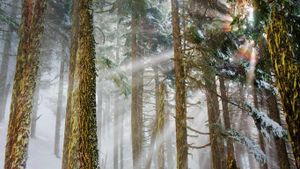 美国华盛顿州，贝克山斯诺夸尔米国家森林 (© Ethan Welty/Aurora Photos)(Bing China)