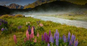 Lupines And Mist Over The Eglinton River, Fiordland National Park, New Zealand – Tony Ernst &copy; (Bing Australia)