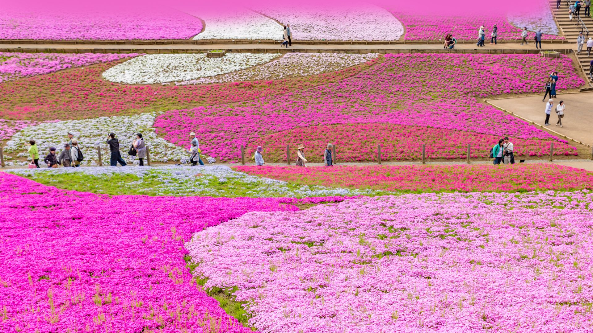 Parco Hitsujiyama, Prefettura di Saitama, Giappone