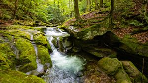 Bear Hole Brook, Catskill Mountains, New York (© GummyBone/Getty Images)(Bing United States)