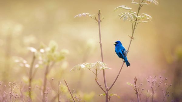An indigo bunting at the John James Audubon Center at Mill Grove in Audubon, Pennsylvania, USA