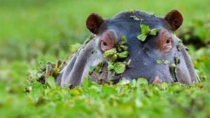 ｢カバ｣ケニア, マサイマラ国立保護区 (© David Tipling/Alamy)(Bing Japan)