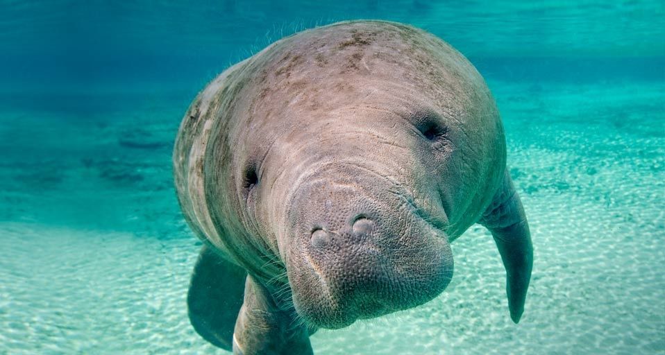 Manatee