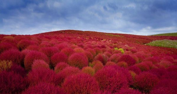 Burning bush plants (kochia) in Hitachi Seaside Park, Hitachinaka City, Japan