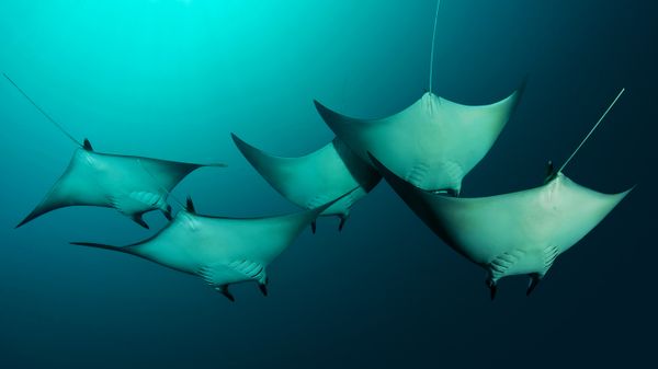 Manta rays near the Solomon Islands