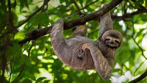 微笑的树懒,哥斯达黎加 (© Lukas Kovarik/Shutterstock)(Bing China)