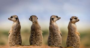 Meerkats in Namibia (© Gerard Lacz/age fotostock) &copy; (Bing Australia)