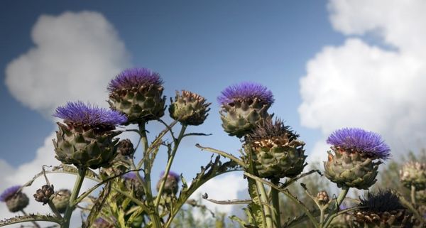 ScottishThistles