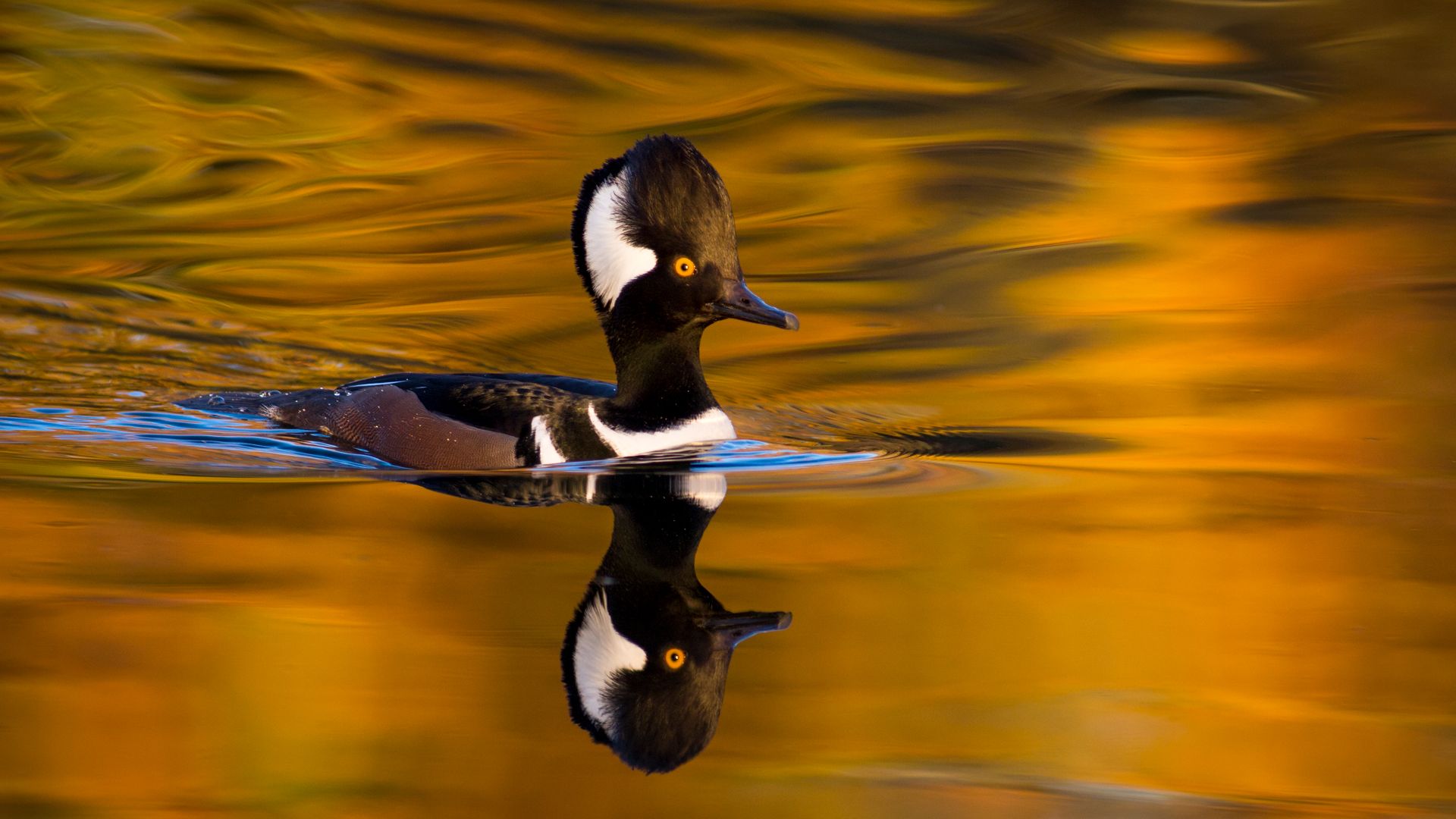 Lophodytes cucullatus, Oregon, USA