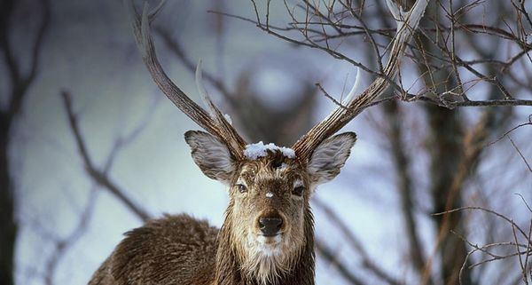 HokkaidoDeer