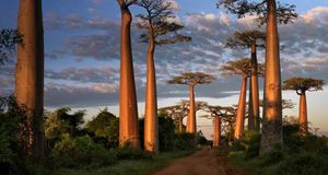 The Avenue of the Baobabs in western Madagascar (© Nigel Pavitt/Corbis) &copy; (Bing Australia)