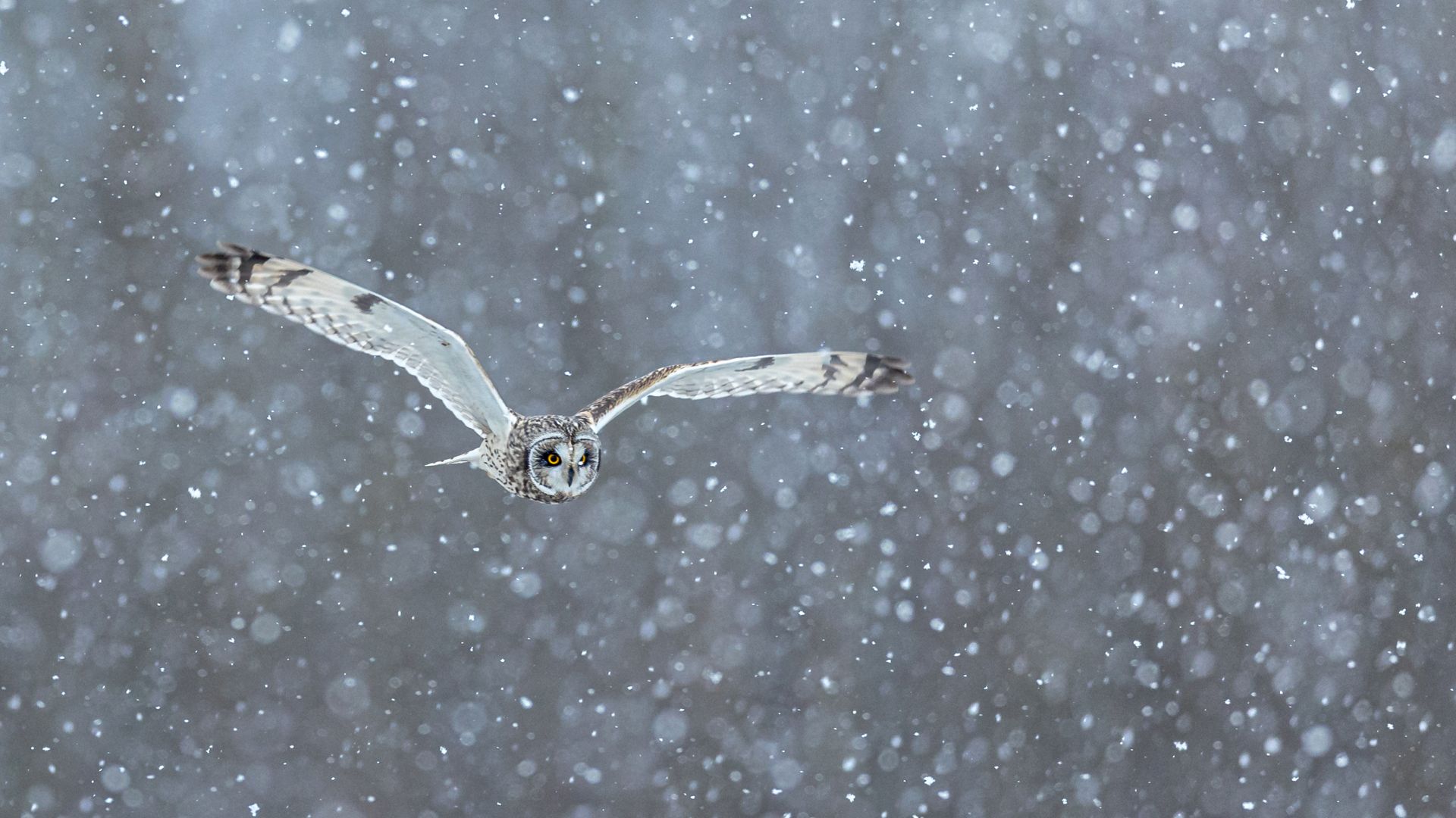 Short-eared owl hunting in heavy snow