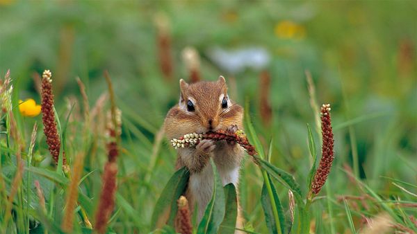 A Siberian chipmunk on Mount Taisetsu, Hokkaido, Japan