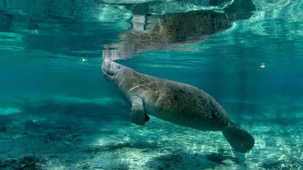 Manatee in Crystal River, Florida, United States