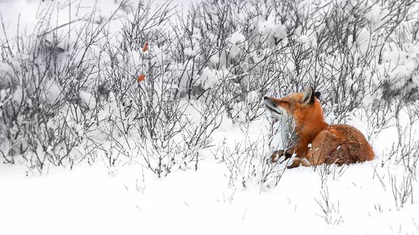 Red fox near Churchill, Manitoba, Canada