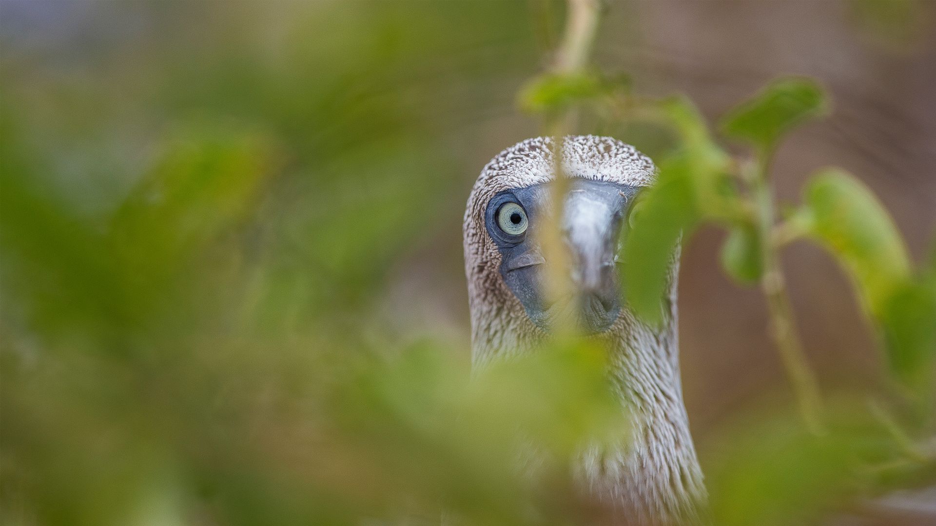 Sula dai piedi azzurri, Isole Galápagos, Ecuador
