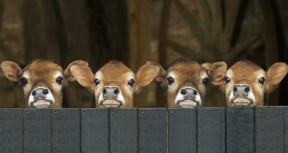 JerseyCows