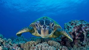 ｢アオウミガメ｣米国ハワイ州, マウイ島 (© David Fleetham/Visuals Unlimited, Inc.)(Bing Japan)