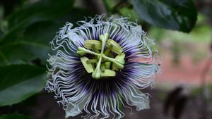 Passion flower (© Flavio Conceicao Fotos/Getty Images)(Bing New Zealand)