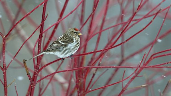 Common redpoll perched on a branch in snow, Quebec