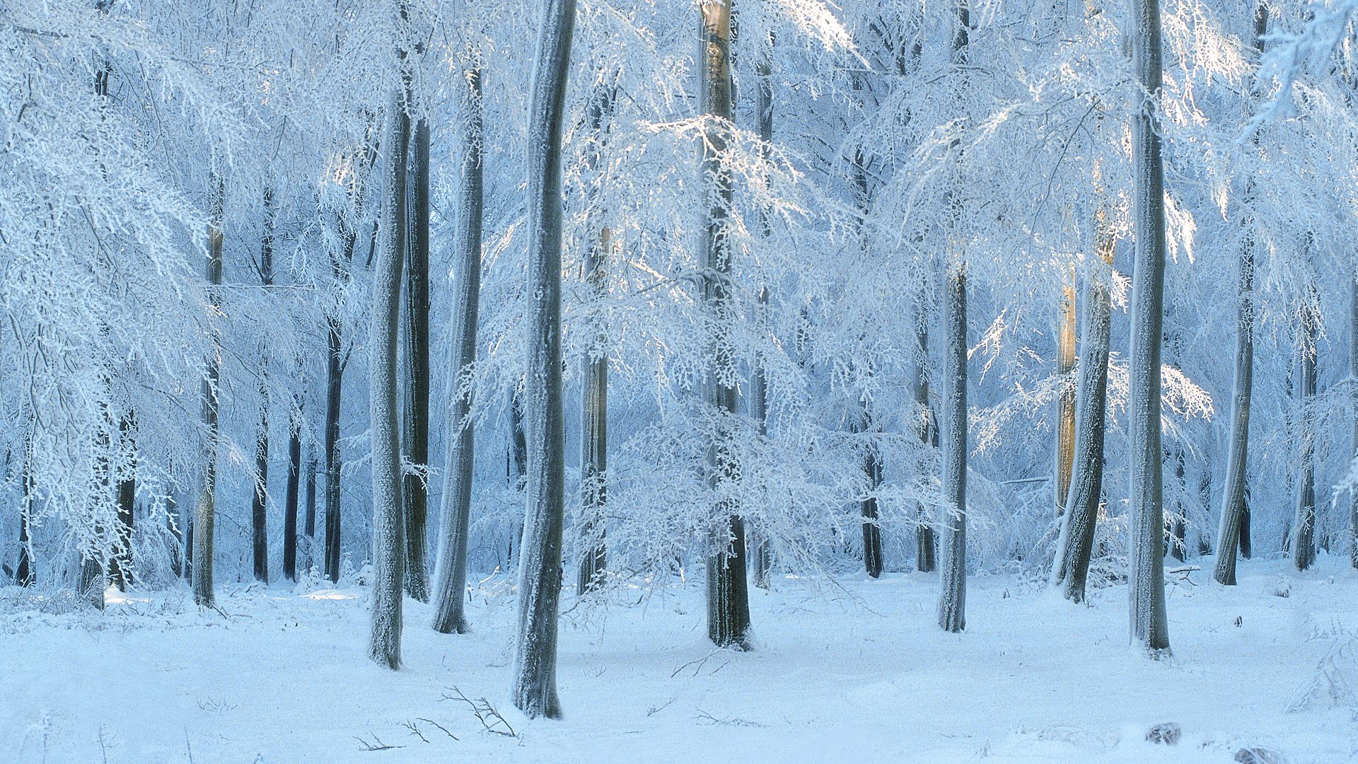 Foresta di faggi, Belgio