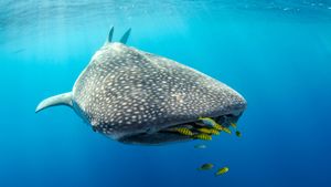 ジンベエザメ, インドネシア (© Pete Oxford/Nature Picture Library)(Bing Japan)