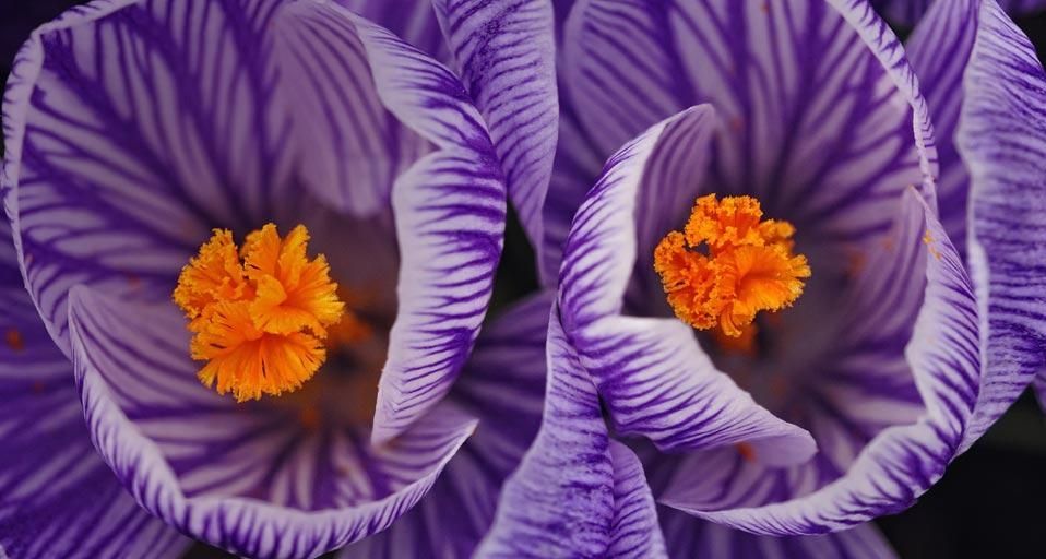 Crocus