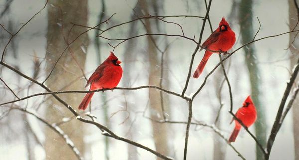 MidwestCardinal