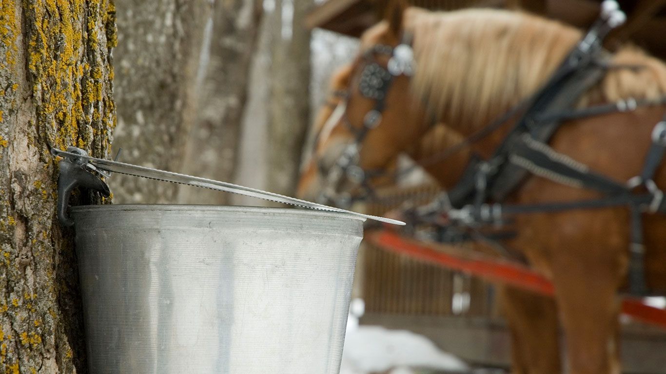 Bucket colleting sap used for the production of maple syrup.