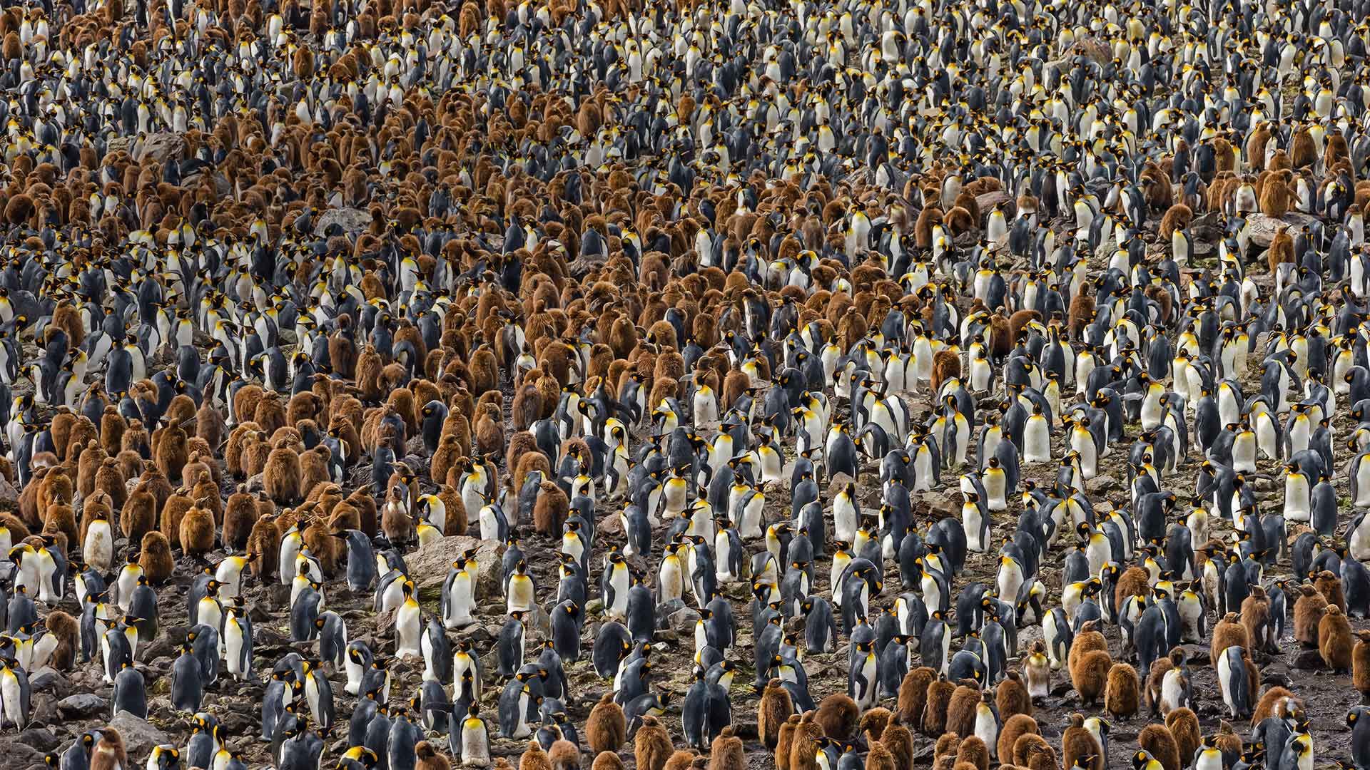 A nesting colony of king penguins in South Georgia, Antarctica