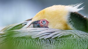 Brown pelican, San Diego, California, USA (© Arthur Morris/BIRDS AS ART/Getty Images)(Bing Australia)