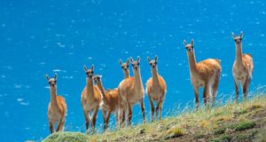 A herd of guanacos (Lama guanicoe) in southern Patagonia, Torres del Paine National Park, Chile (© Steve Ogle/Corbis) &copy; (Bing Australia)