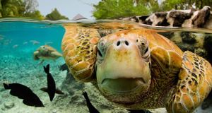 法属波利尼西亚，波拉波拉岛的绿海龟 (© Michele Westmorland/Corbis) &copy; (Bing China)