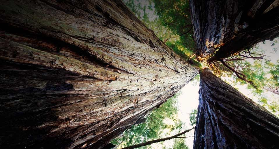 Stand of Redwood trees in Redwood National Park, California
